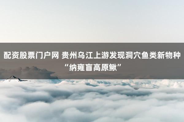 配资股票门户网 贵州乌江上游发现洞穴鱼类新物种“纳雍盲高原鳅”